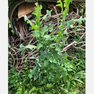 Wild Prickly Lettuce SEEDS Lactuca Serriola Medicinal*Pain/Withdrawal~100% Clean